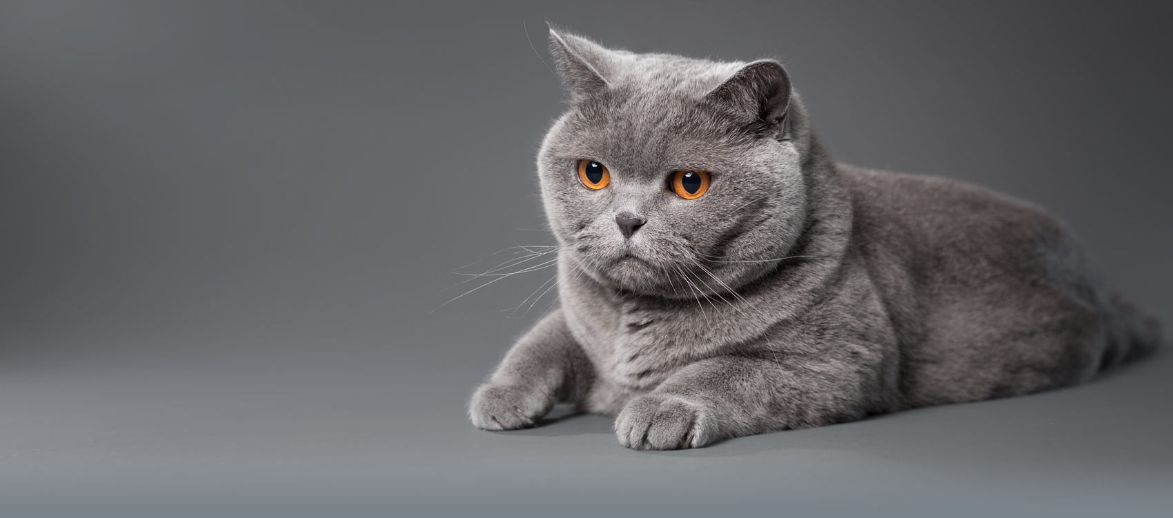 Grau Bild: Graue Katze Sheba Werbung