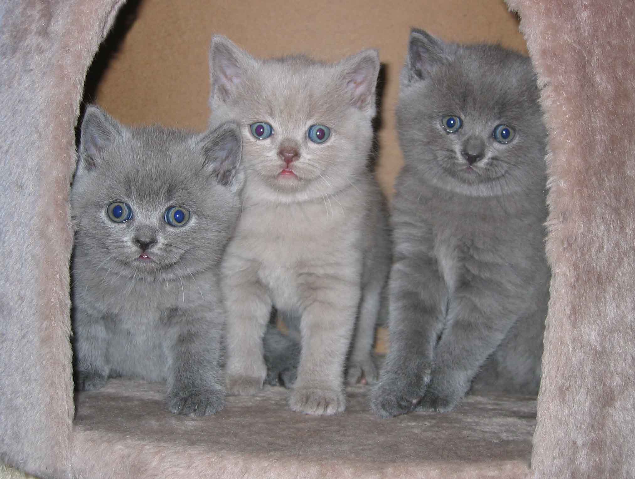 Katze Bild: Welches Trockenfutter Fur Britisch Kurzhaar Katzen