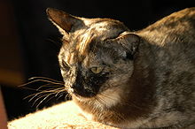 Burma Katze