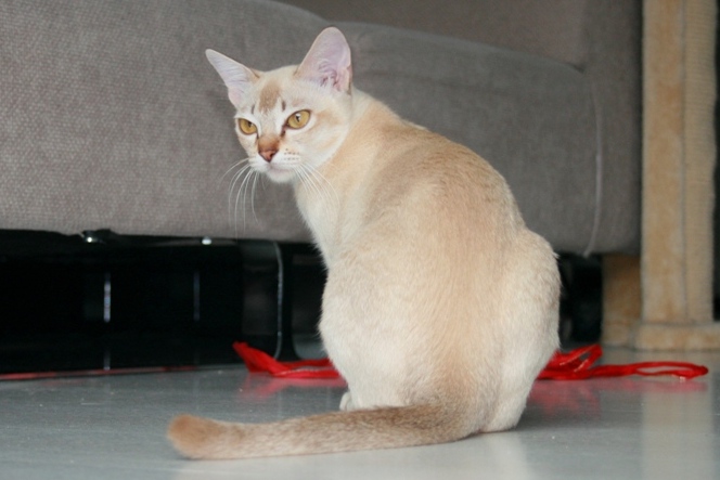 Burma Katze