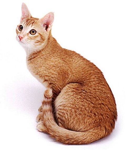 Ceylon Katze