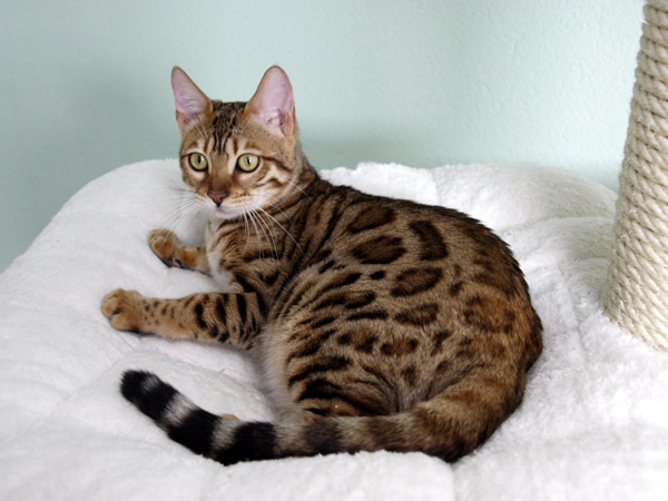 Ceylon Katze