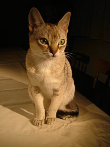Singapura Katze